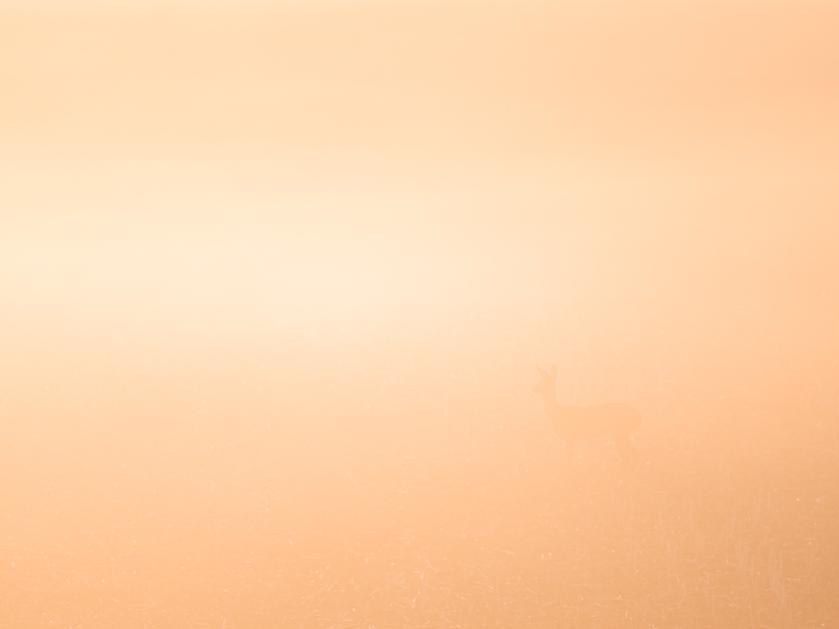 “heavenly light“