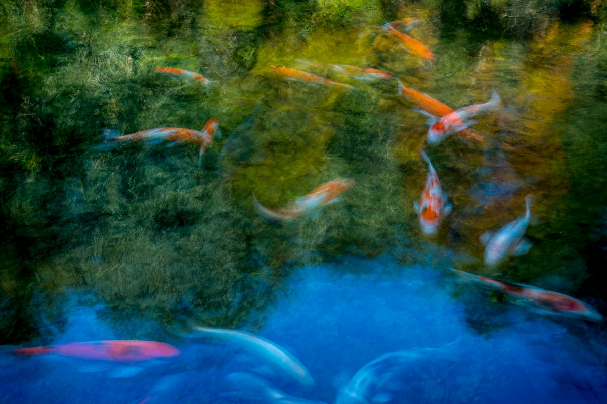 Reveries of Giverny