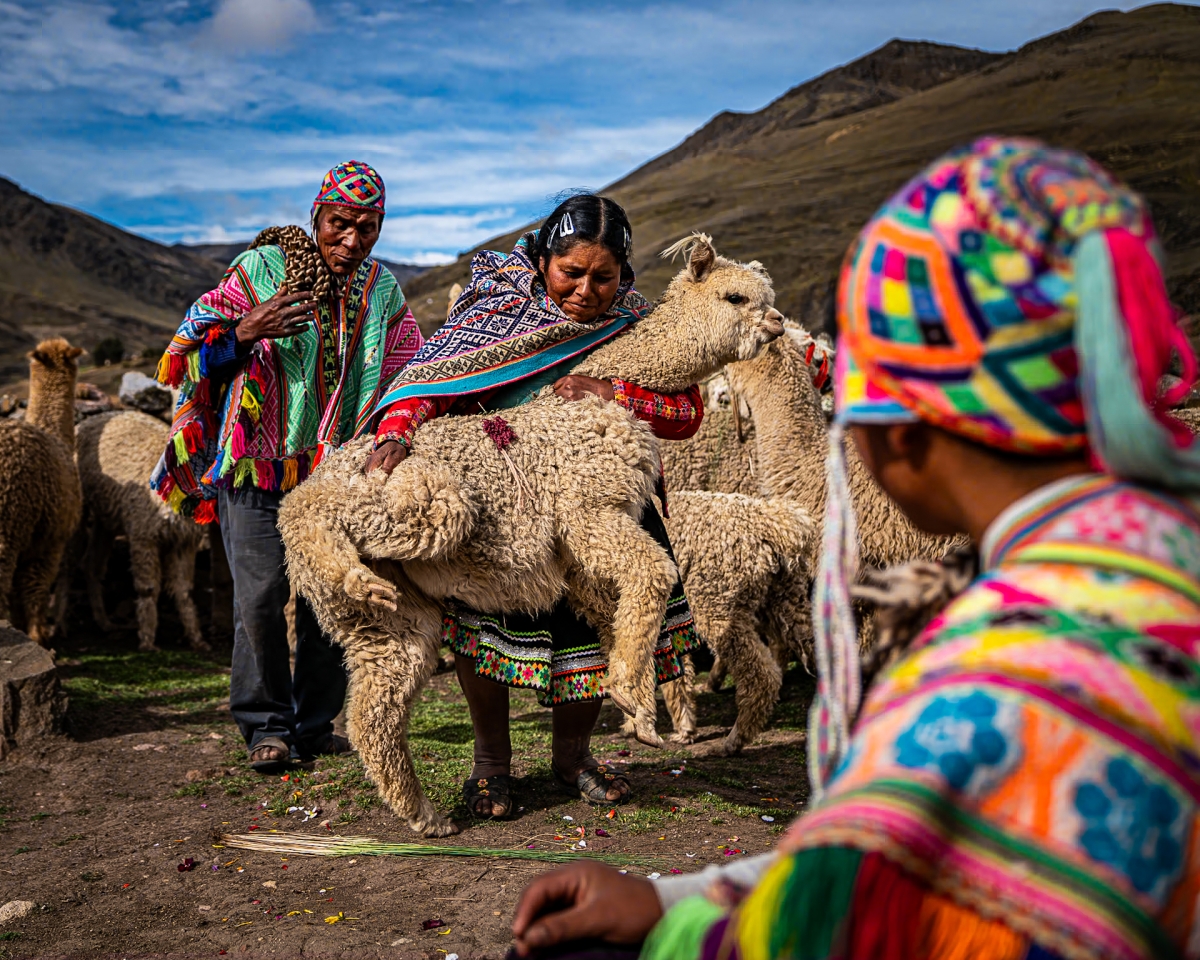  Sacred Herds in Peril: The Alpaca Farmer’s Fight for Survival. 
