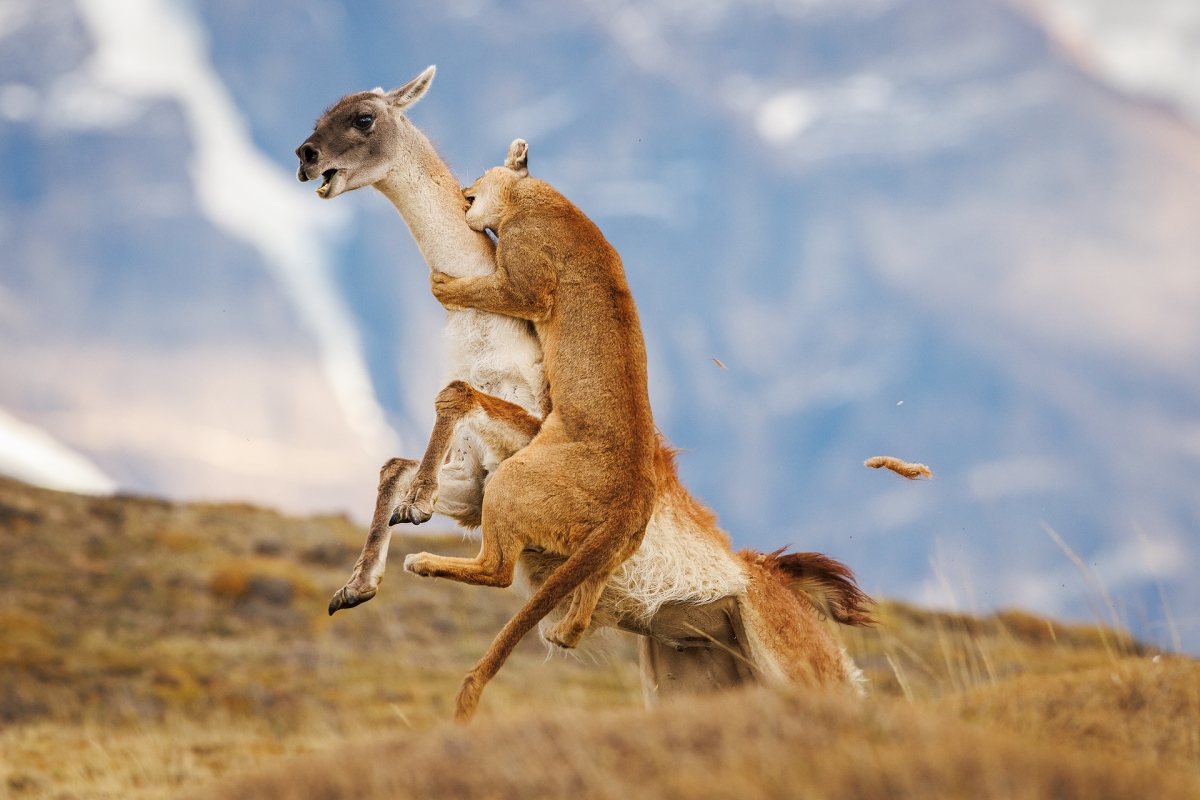Hunting 