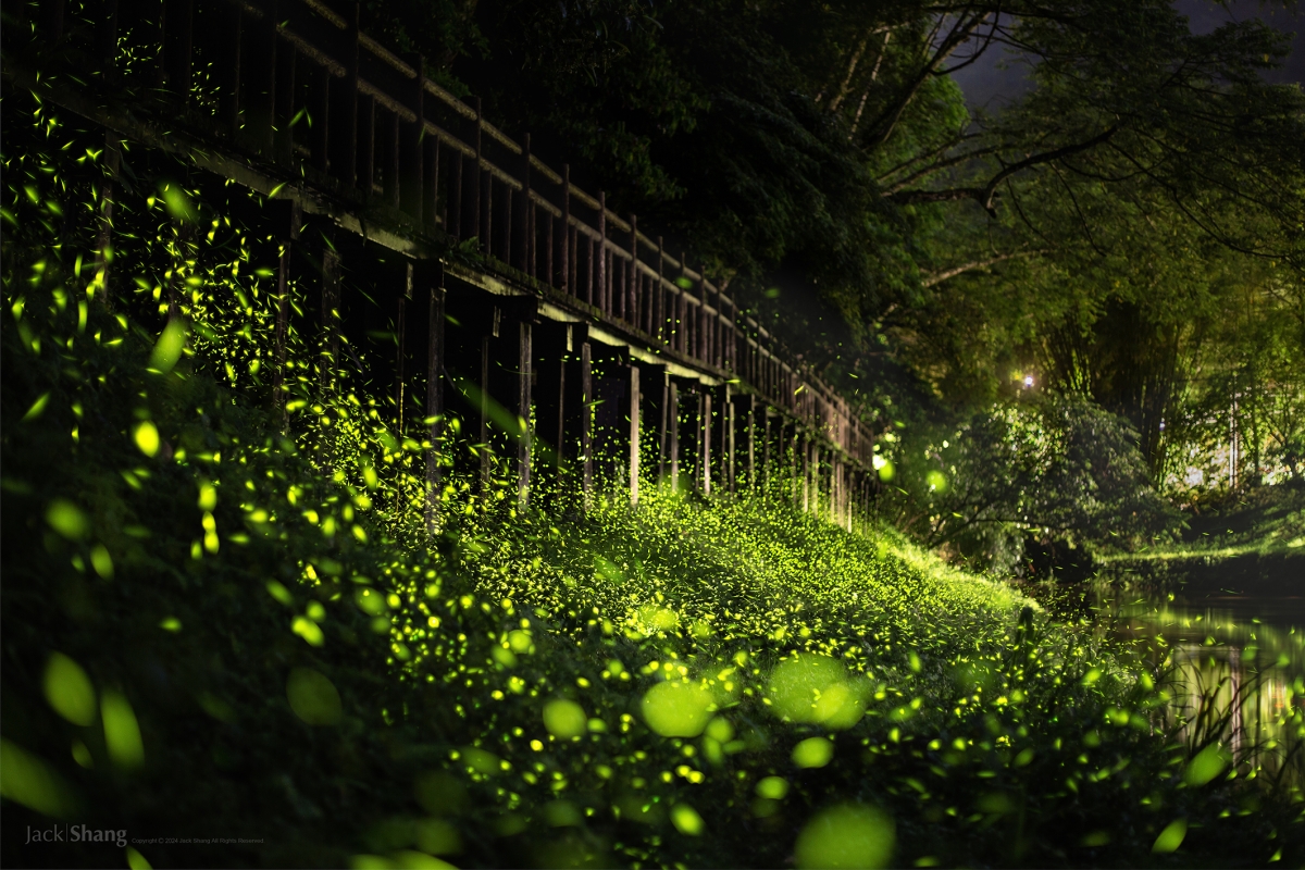 Firefly evening party under the wooden bridge