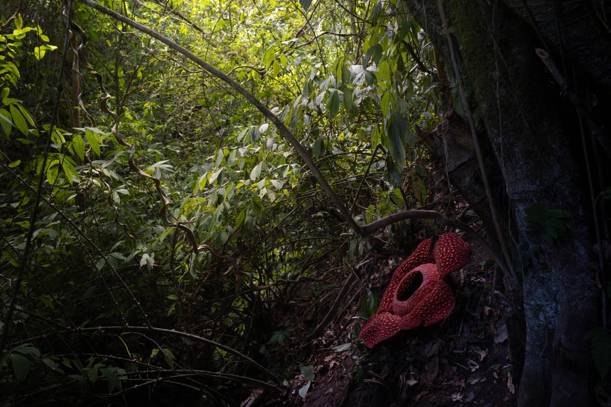 Blooming Rafflesia