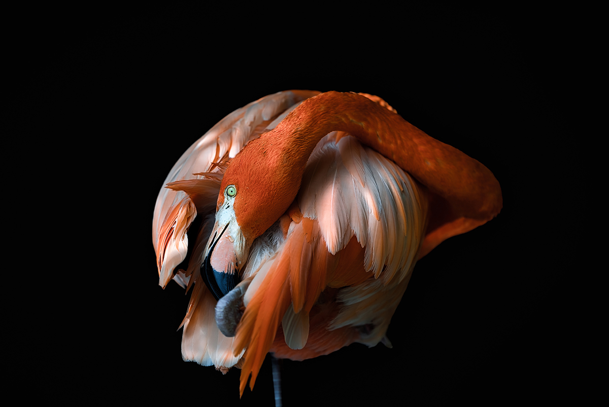 the flamingo's toilet
