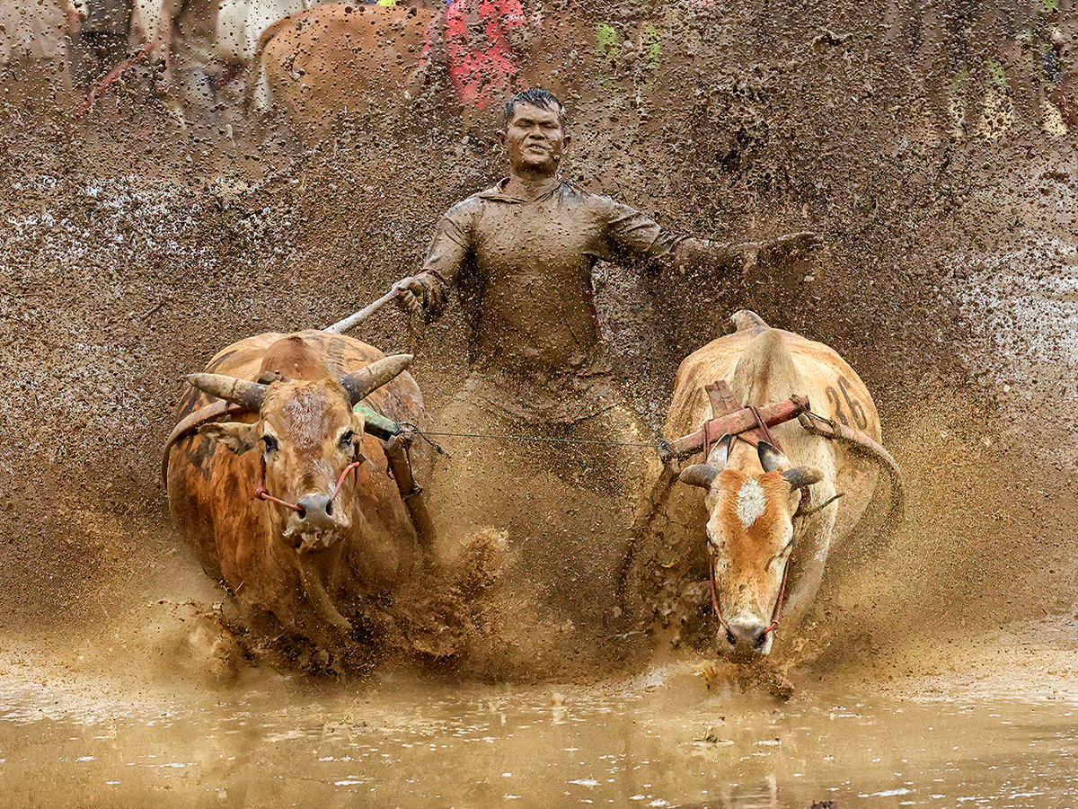 Moment of Triumph – Pacu Jawi