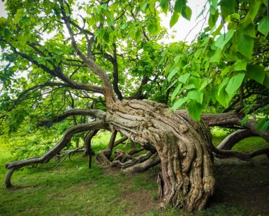Nature Magic