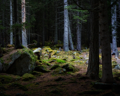 Black forest