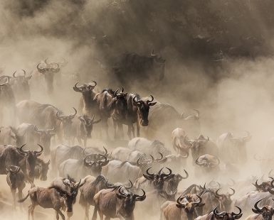 Herd of wildebeest in the dust