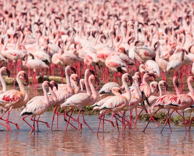 The flamingo