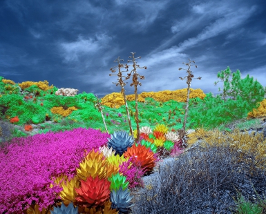 The flowers