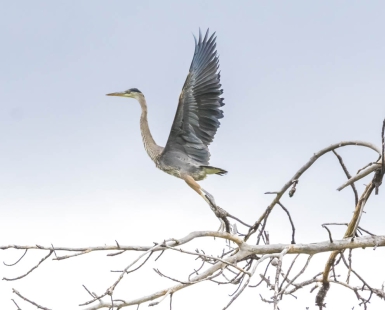 Heron