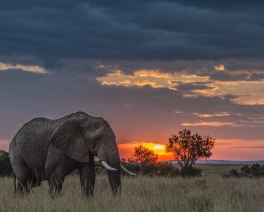 Elephant sunset
