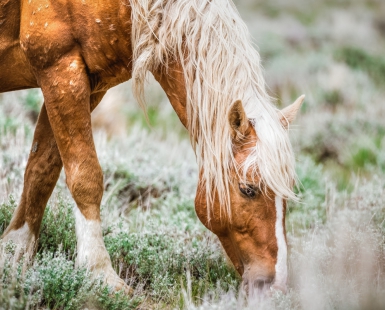 Palomino Mustang