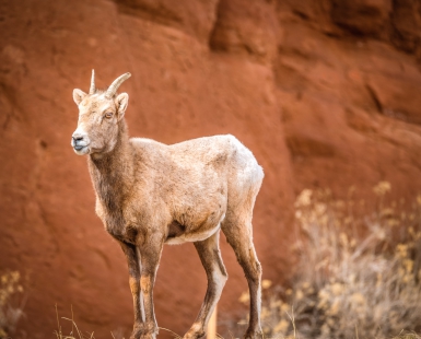 Baby Big Horn Sheep