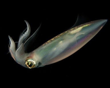 Squid