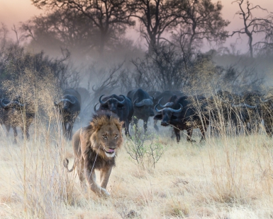 Retreat of the King