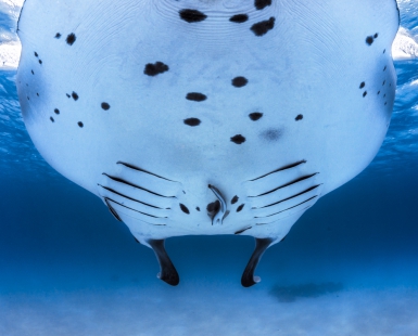 Manta Ray in the mayotte lagoon- Giant ray seen by a remora