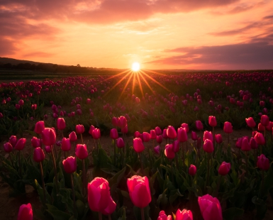 Prelude Of Spring