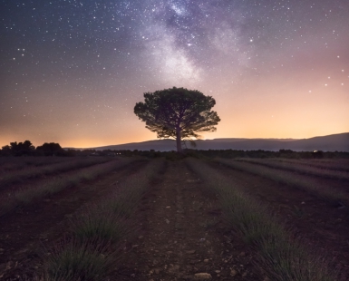 Night Wonders