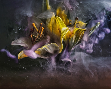 Colorful flowers