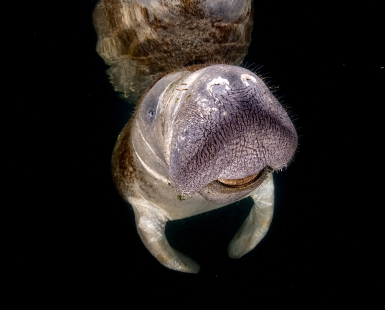 Manatee