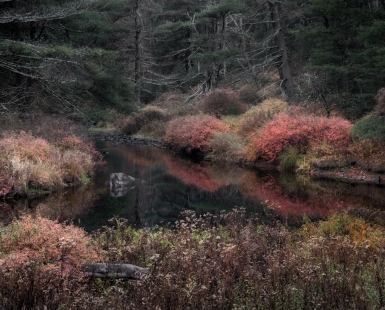 forestburgh stream