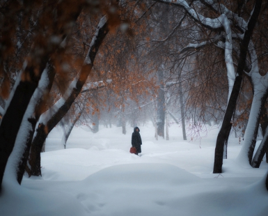 Winter in the woods