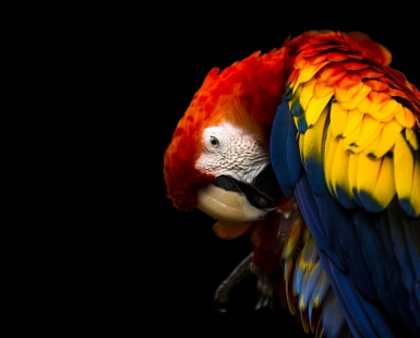Psittacidae