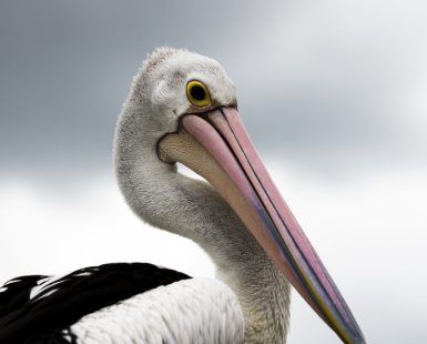 Pelecanidae