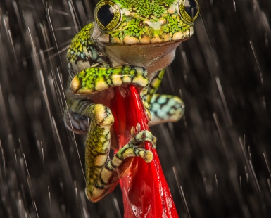 Big Eyed Tree Frog 