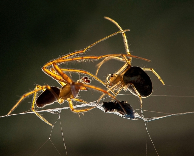 The Big Fight