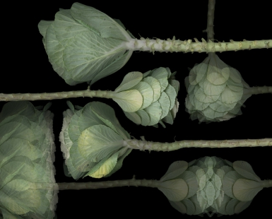 Cabbage Op.5