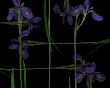 Iris Op.2