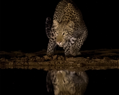 Silent & Stealthy