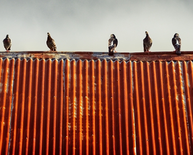 Pigeons on Tin Roof