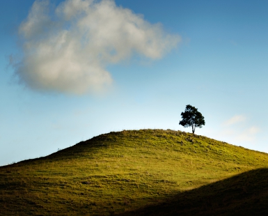 Little Tree Hill