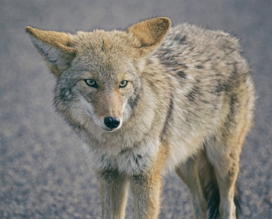 Lone Wolf