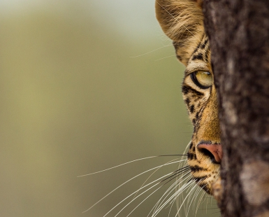 Peek-a-Boo