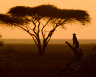 Cheetah investigatin landscape at Sunset