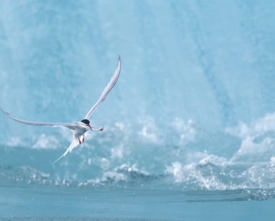 Arctic Tern