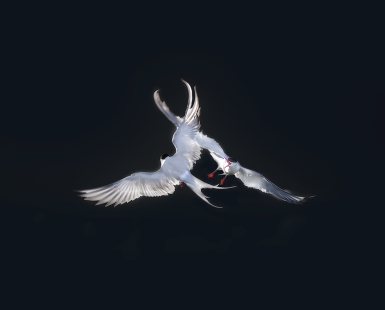 Arctic Terns
