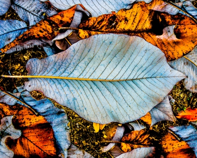 Forest Floor