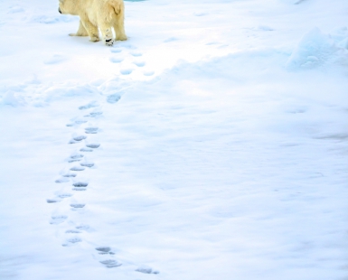 The path less trodden