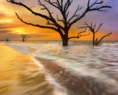 Tidal Trees
