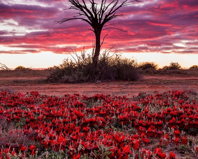 Simply Red