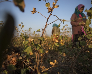 In the cotton field with mommy