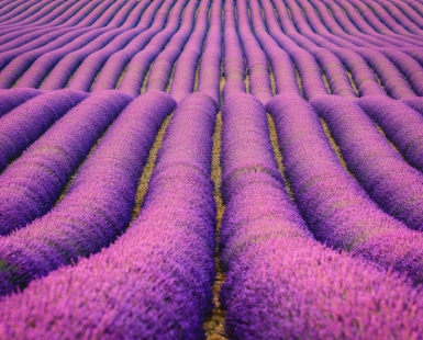 Lavender Sea