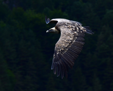 Flying