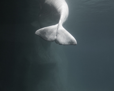 Arctic. L'Oceanographic, Valencia