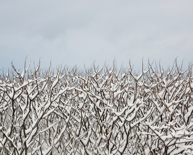 Sumac and Snow