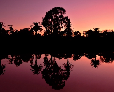 Sunset silhouettes